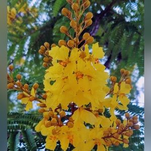 Royal Poinciana Heirloom Seeds